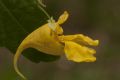 Impatiens noli-tangere